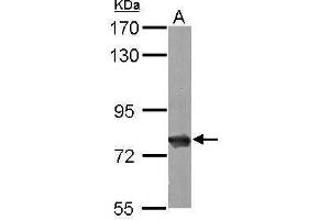 WB Image Sample (50 ug of whole cell lysate) A: Mouse brain 7. (Hsc70 antibody  (C-Term))