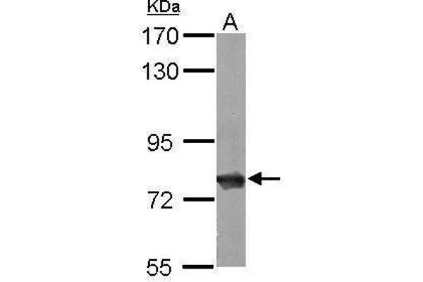 Hsc70 anticorps  (C-Term)