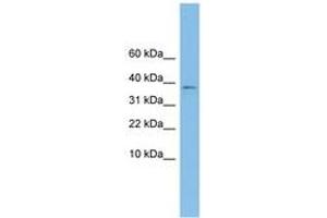 Image no. 1 for anti-Kelch Domain Containing 9 (KLHDC9) (AA 215-264) antibody (ABIN6744918) (KLHDC9 antibody  (AA 215-264))