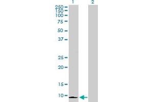 Western Blot analysis of CXCL6 expression in transfected 293T cell line by CXCL6 MaxPab polyclonal antibody.