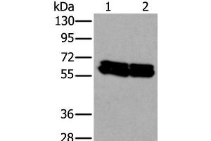 Western blot analysis of HEPG2 and Hela cell lysates using ZNF207 Polyclonal Antibody at dilution of 1:300 (ZNF207 antibody)