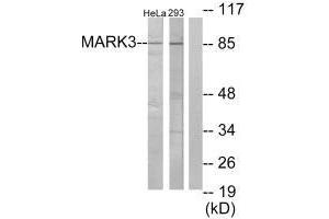 Western blot analysis of extracts from HeLa cells and 293 cells, using MARK3 antibody.