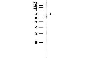 Western blot analysis of lysates from Mouse brain, using INA Antibody at 1/1000 dilution.