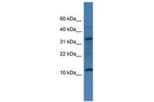 Image no. 1 for anti-Chromosome 14 Open Reading Frame 177 (C14ORF177) (AA 20-69) antibody (ABIN6746425) (C14ORF177 antibody  (AA 20-69))