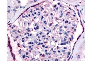 Anti-F2RL1 antibody IHC of human kidney. (F2RL1 antibody  (Extracellular Domain))