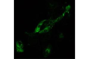 Infectious salmon anemia virus (ISAV) infected primary gill epithelial cells were stained with anti-ISAV haemagglutinin esterase followed by Goat Anti-Mouse Ig, Human ads-FITC (Goat anti-Mouse Ig (Heavy & Light Chain) Antibody (FITC))