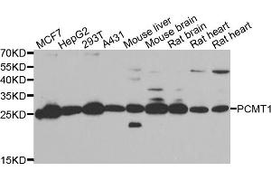 Western blot analysis of extracts of various cell lines, using PCMT1 antibody (ABIN5974029) at 1/1000 dilution. (PCMT1 antibody)