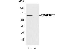 Immunoprecipitation of TRAF3IP3 from 0. (TRAF3IP3 antibody  (Center))