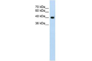 SLC38A1 antibody used at 1. (SLC38A1 antibody  (Middle Region))