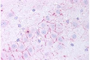 Human Dentate Gyrus (formalin-fixed, paraffin-embedded) stained with TAAR5 antibody ABIN213486 at 20 ug/ml followed by biotinylated goat anti-rabbit IgG secondary antibody ABIN481713, alkaline phosphatase-streptavidin and chromogen. (TAAR5 antibody  (N-Term))