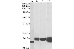 ABIN190907 (0. (SOD1 antibody  (Internal Region))