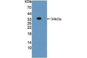Detection of Recombinant PNPO, Mouse using Polyclonal Antibody to Pyridoxamine-5'-Phosphate Oxidase (PNPO) (PNPO antibody  (AA 1-261))