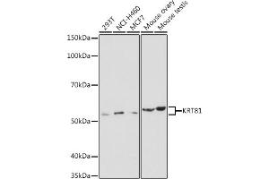 Western blot analysis of extracts of various cell lines, using KRT81 antibody (ABIN6130515, ABIN6143041, ABIN6143042 and ABIN6220433) at 1:1000 dilution.