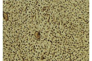 ABIN6279623 at 1/100 staining Mouse liver tissue by IHC-P. (NUP88 antibody  (Internal Region))