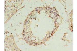 Immunohistochemistry of paraffin-embedded human testis tissue using ABIN7168287 at dilution of 1:100 (REXO4 antibody  (AA 1-422))
