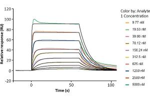 Surface Plasmon Resonance (SPR) image for neonatal Fc Receptor (FcRn) (AA 24-297) protein (His-Avi Tag,Biotin) (ABIN7536880)