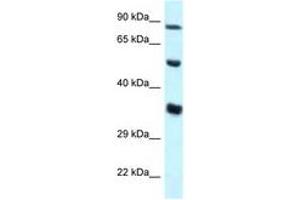 Image no. 1 for anti-Zinc Finger Protein 232 (ZNF232) (AA 34-83) antibody (ABIN6747612) (ZNF232 antibody  (AA 34-83))