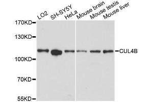 Western blot analysis of extracts of various cell lines, using CUL4B antibody. (Cullin 4B antibody  (AA 1-152))