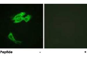 Immunofluorescence analysis of HeLa cells, using PEA15 polyclonal antibody .