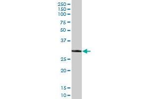 ECH1 MaxPab polyclonal antibody. (ECH1 antibody  (AA 1-328))