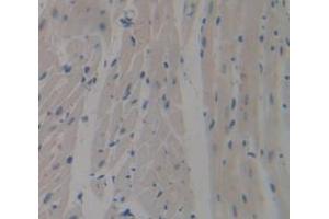 IHC-P analysis of Kidney tissue, with DAB staining. (SIRPB1 antibody  (AA 129-342))