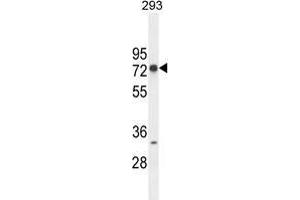 ZNF780A Antibody (N-term) western blot analysis in 293 cell line lysates (35 µg/lane). (ZNF780A antibody  (N-Term))