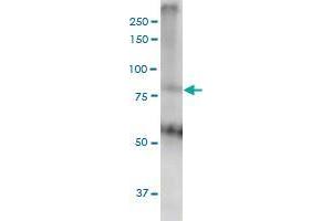 Western Blotting (WB) image for anti-Mediator Complex Subunit 16 (MED16) (AA 1-110) antibody (ABIN523400)
