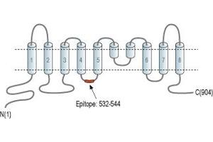 anti-Anoctamin 5 (ANO5) (2nd Cytoplasmic Loop), (AA 532-544) antibody