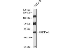 Western blot analysis of extracts of U-251MG cells, using HS3ST3 antibody (6474) at 1:1000 dilution. (HS3ST3A1 antibody  (AA 44-140))