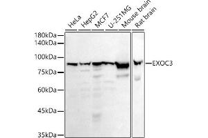 EXOC3 antibody