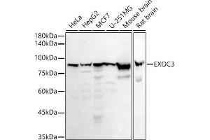 Western blot analysis of extracts of various cell lines, using EXOC3 antibody (ABIN7267060) at 1:1000 dilution. (EXOC3 antibody)