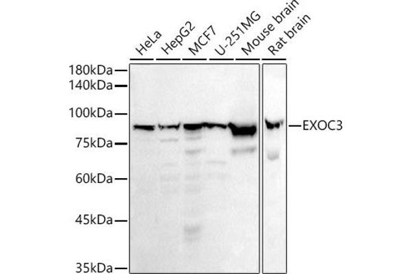 EXOC3 antibody