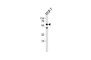 HCDC7L1 Antibody (M9) (ABIN1882165 and ABIN2841618) western blot analysis in MCF-7 cell line lysates (35 μg/lane). (CDC7 antibody  (N-Term))