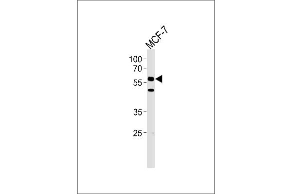 CDC7 antibody  (N-Term)