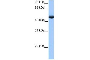 PAOX antibody used at 1 ug/ml to detect target protein.