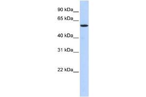 WB Suggested Anti-NUFIP1 Antibody Titration: 0. (NUFIP1 antibody  (N-Term))