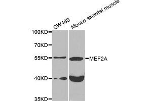 Western blot analysis of extracts of various cell lines, using MEF2A antibody (ABIN5975855) at 1/1000 dilution. (MEF2A antibody)