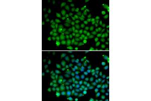 Immunofluorescence (IF) image for anti-Ubiquitin D (UBD) antibody (ABIN1876679)