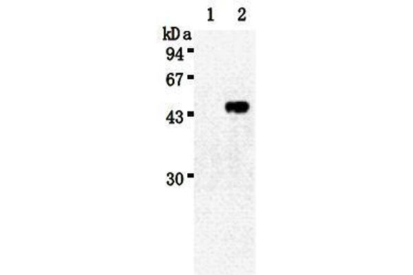 Neu3 antibody