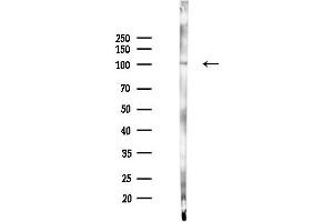 anti-Egf-Like Module Containing, Mucin-Like, Hormone Receptor-Like 1 (EMR1) (C-Term) antibody