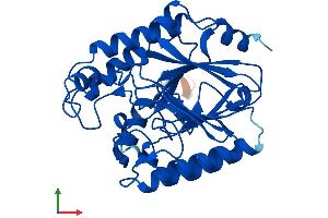 AlphaFold protein structure predicition of Human Recombinant CPPED1 Protein, UniprotID Q9BRF8 (Cpped1 Protein (AA 1-314) (His tag))
