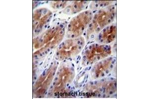SD9 Antibody (C-term) (ABIN651896 and ABIN2840442) immunohistochemistry analysis in formalin fixed and paraffin embedded human stomach tissue followed by peroxidase conjugation of the secondary antibody and DAB staining.