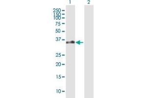 Western Blot analysis of GPR183 expression in transfected 293T cell line by GPR183 MaxPab polyclonal antibody. (GPR183 antibody  (AA 1-361))