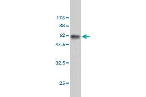 Western Blot detection against Immunogen (53. (RPS6 antibody  (AA 1-249))