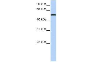 SIGLEC6 antibody used at 1 ug/ml to detect target protein.