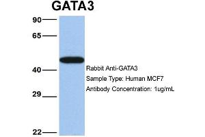 Host: Rabbit Target Name: GATA3 Sample Type: MCF7 Antibody Dilution: 1.