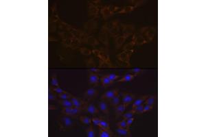 Immunofluorescence analysis of C6 cells using V Rabbit mAb (ABIN7271312) at dilution of 1:100 (40x lens). (VAMP1 antibody)