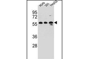 TRIM4 Antibody (N-term) (ABIN657212 and ABIN2846322) western blot analysis in A549,293,HepG2 cell line lysates (35 μg/lane).