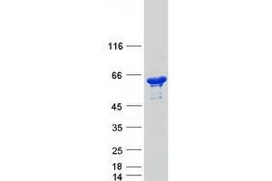 Western Blotting (WB) image for DEAD (Asp-Glu-Ala-As) Box Polypeptide 19B (DDX19B) (Transcript Variant 1) protein (Myc-DYKDDDDK Tag) (ABIN2719277)