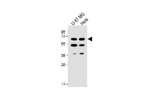 All lanes : Anti-UGT8 antibody (Center) at 1:1000 dilution Lane 1: U-87 MG whole cell lysate Lane 2: Hela whole cell lysate Lysates/proteins at 20 μg per lane.